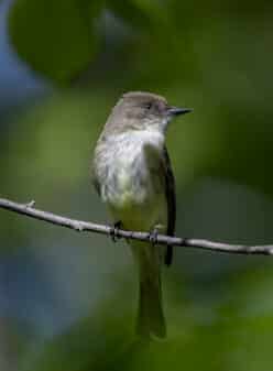 Eastern Phoebe