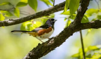 Eastern Towhee