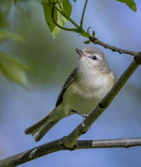 Eastern Warbling Vireo