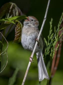 Field Sparrow