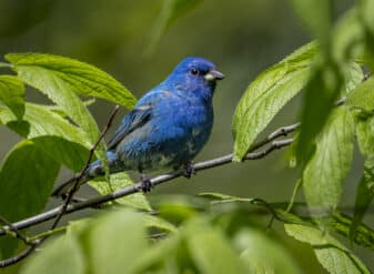 Indigo Bunting