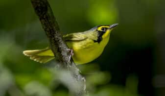 Kentucky Warbler