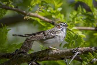 Lark Sparrow