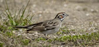 Lark Sparrow