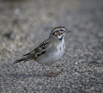 Lark Sparrow