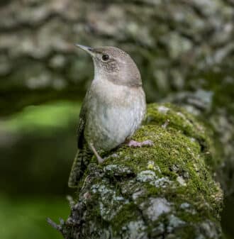 Northern House Wren