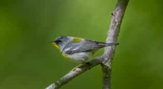Northern Parula