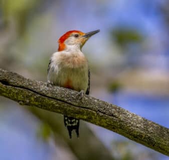 Red-bellied Woodpecker