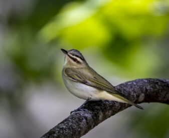 Red-eyed Vireo