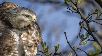 Red-tailed Hawk