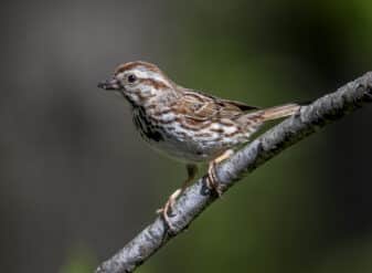 Song Sparrow