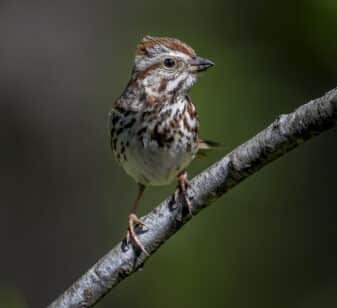 Song Sparrow