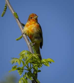 Summer Tanager