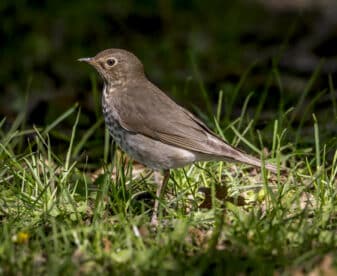 Swainson's Thrush