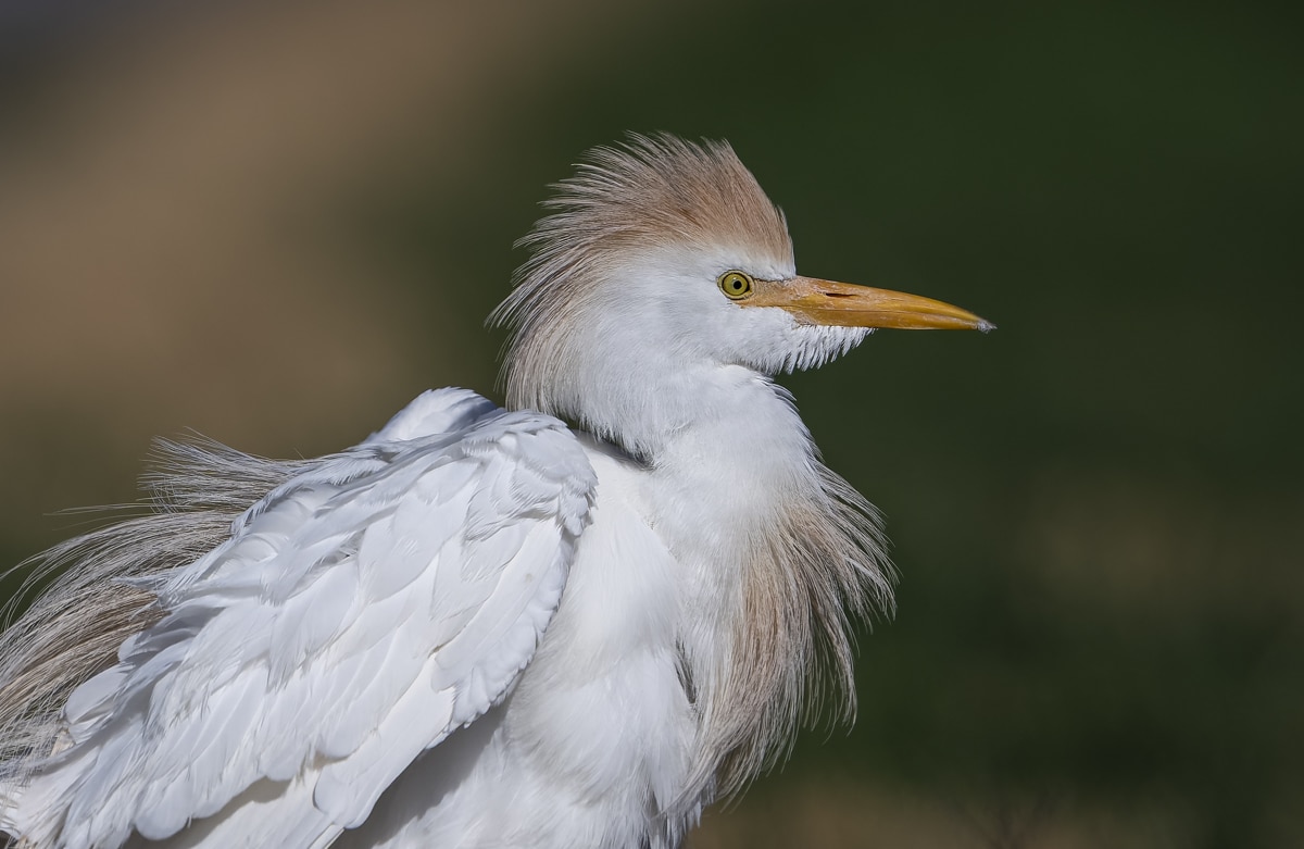 ABA Young Birders Poem Showcase