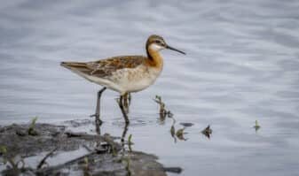 Wilson's Phalarope