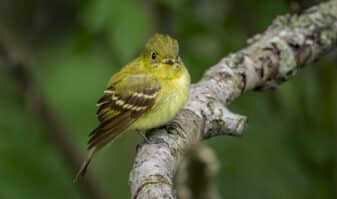 Yellow-bellied Flycatcher