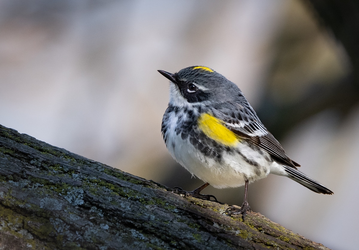 Summer Birds of Illinois