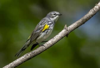 Yellow-rumped Warbler (Myrtle)