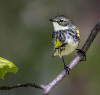 Yellow-rumped Warbler (Myrtle)