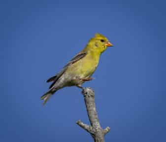 American Goldfinch