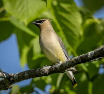 Cedar Waxwing