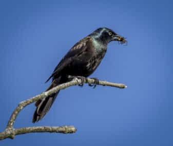 Common Grackle
