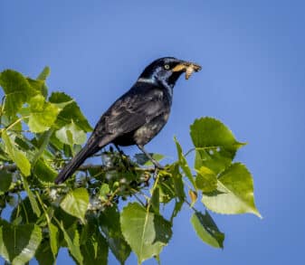 Common Grackle