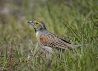 Dickcissel