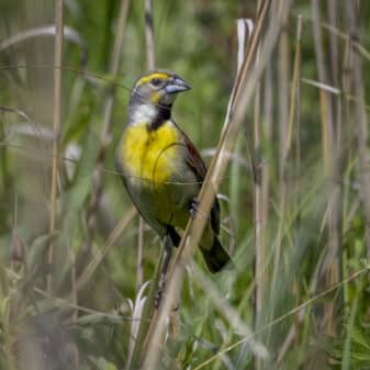 Dickcissel