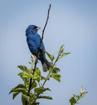 Indigo Bunting