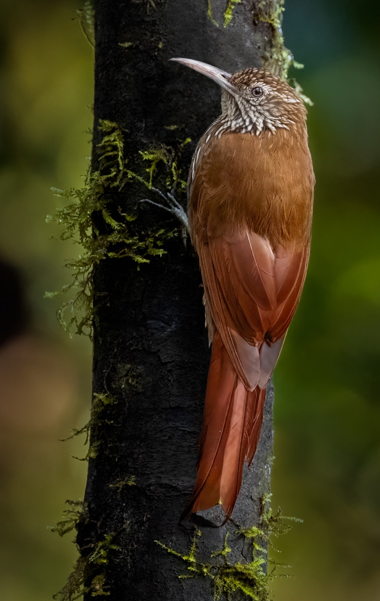 Worlds Within Worlds: Microhabitats and the Birds Who Use Them
