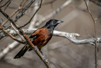 Orchard Oriole
