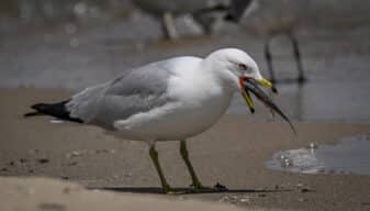 Ring-billed Gull