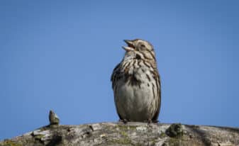 Song Sparrow