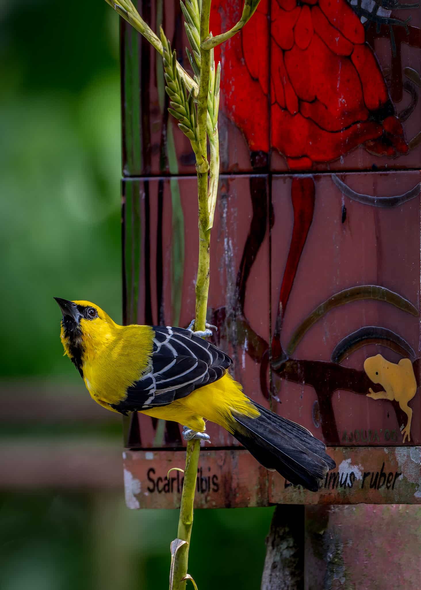 How Bird Photography Turns Casual Observers into Conservation Advocates
