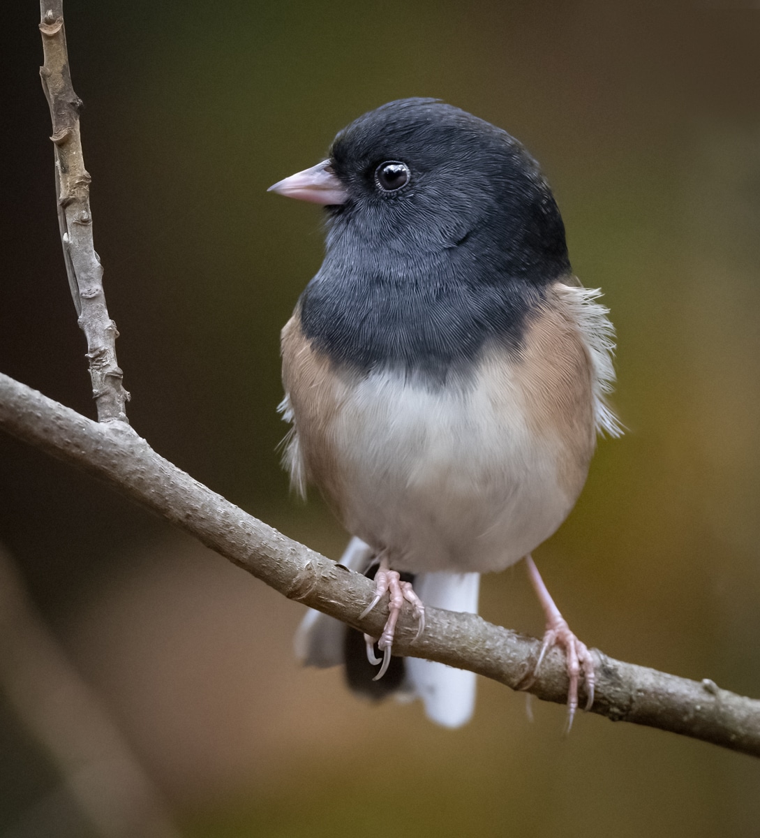 My Spark Bird - An ABA Young Birder Poem