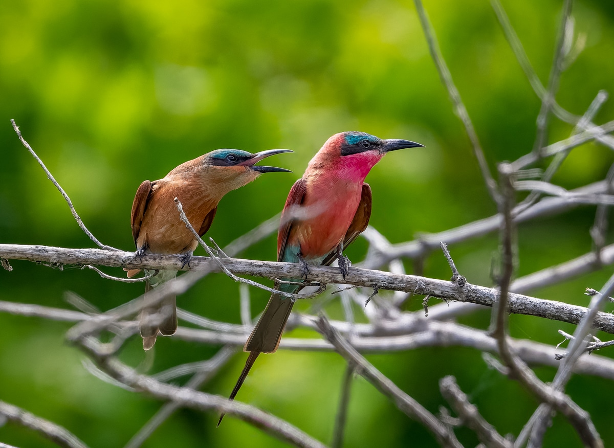 Color and Climate: Bird Plumage Under the African Sun