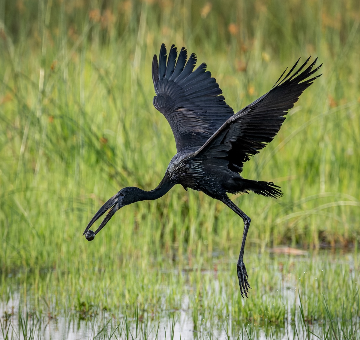 Formidable Bills of Botswana