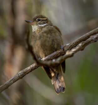 Atlantic Plain Xenops