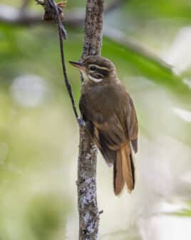 Atlantic Plain Xenops
