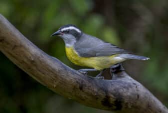 Bananaquit