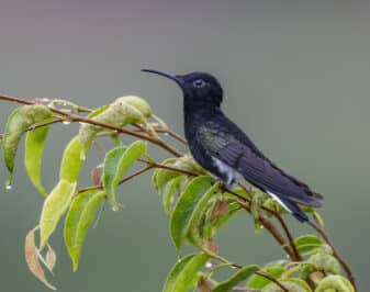 Black Jacobin