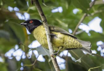 Black-headed Berryeater
