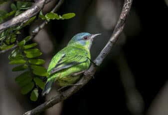 Blue Dacnis