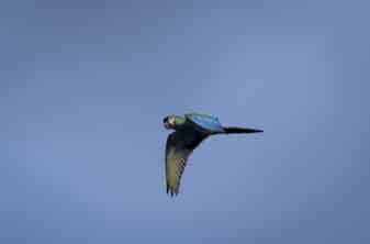 Blue-winged Macaw