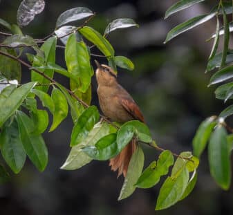 Buff-fronted Foliage-gleaner
