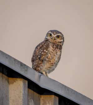 Burrowing Owl