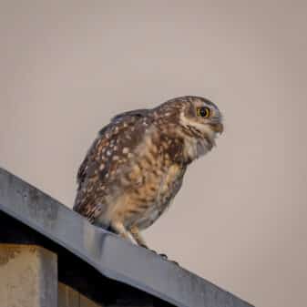 Burrowing Owl