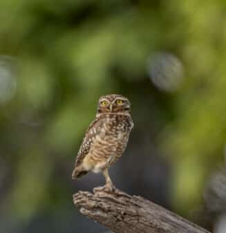 Burrowing Owl